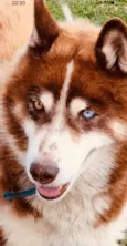 Lobo