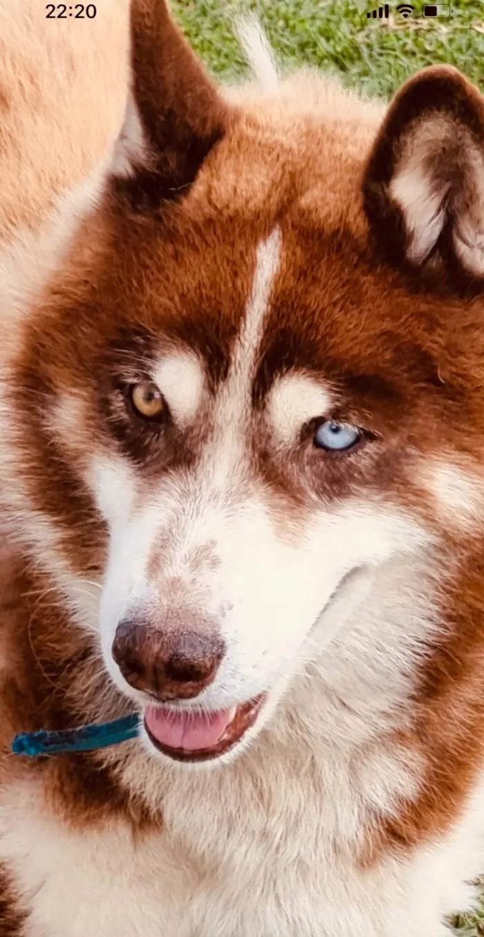 Cachorro ra a Husky Siberiano idade 6 ou mais anos nome Lobo