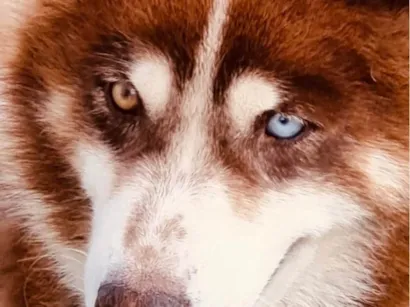 Cachorro raça Husky Siberiano idade 6 ou mais anos nome Lobo