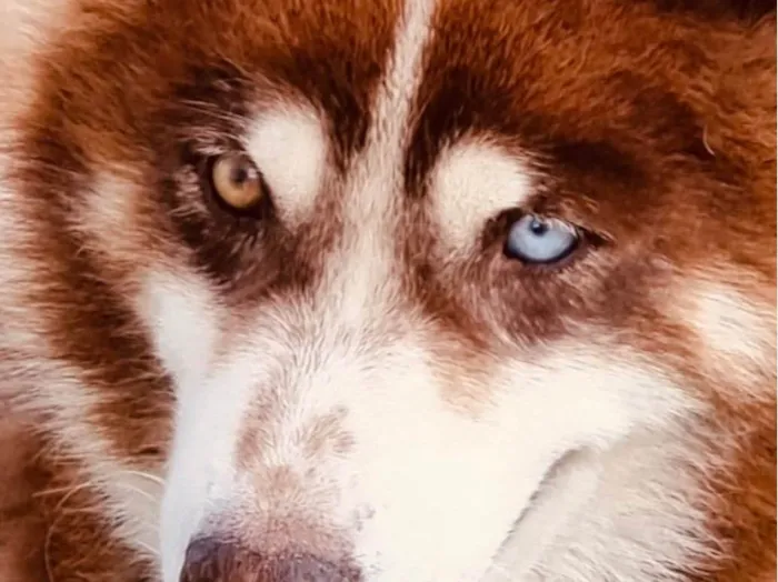 Cachorro ra a Husky Siberiano idade 6 ou mais anos nome Lobo