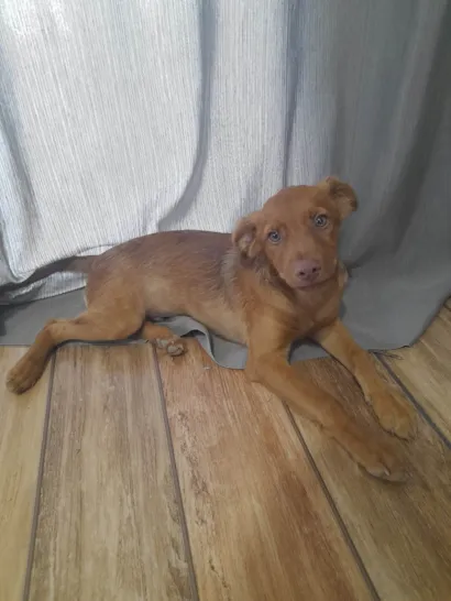Cachorro raça SRD-ViraLata idade 2 a 6 meses nome Doruk