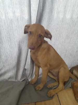Cachorro raça SRD-ViraLata idade 2 a 6 meses nome Nissan