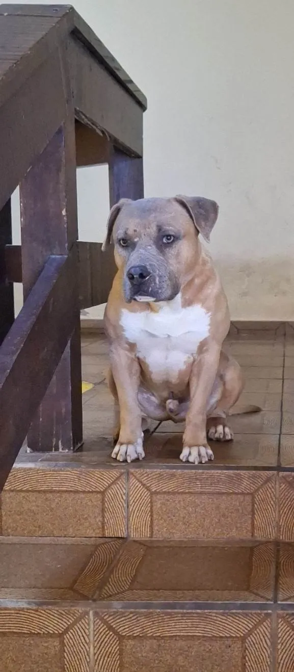 Cachorro ra a Pit-Bull idade 4 anos nome Baby Shark 
