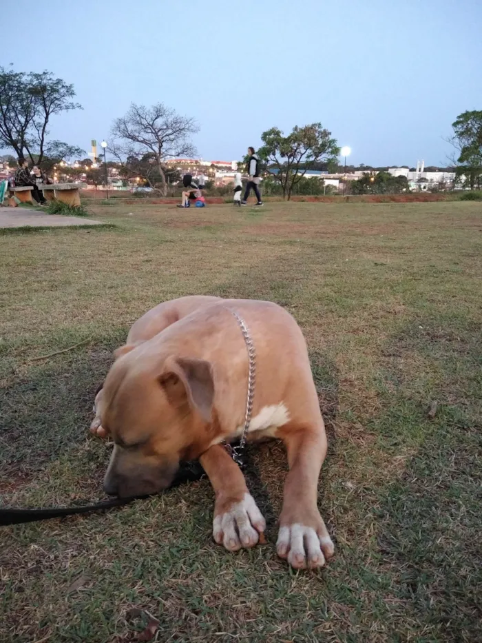 Cachorro ra a Pit-Bull idade 4 anos nome Baby Shark 