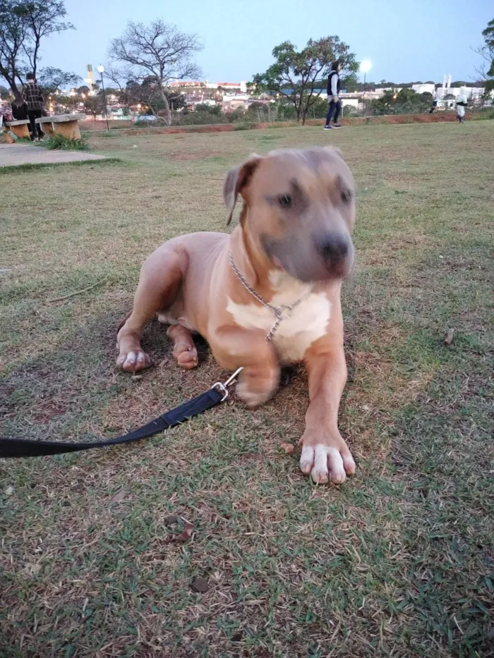 Cachorro ra a Pit-Bull idade 4 anos nome Baby Shark 