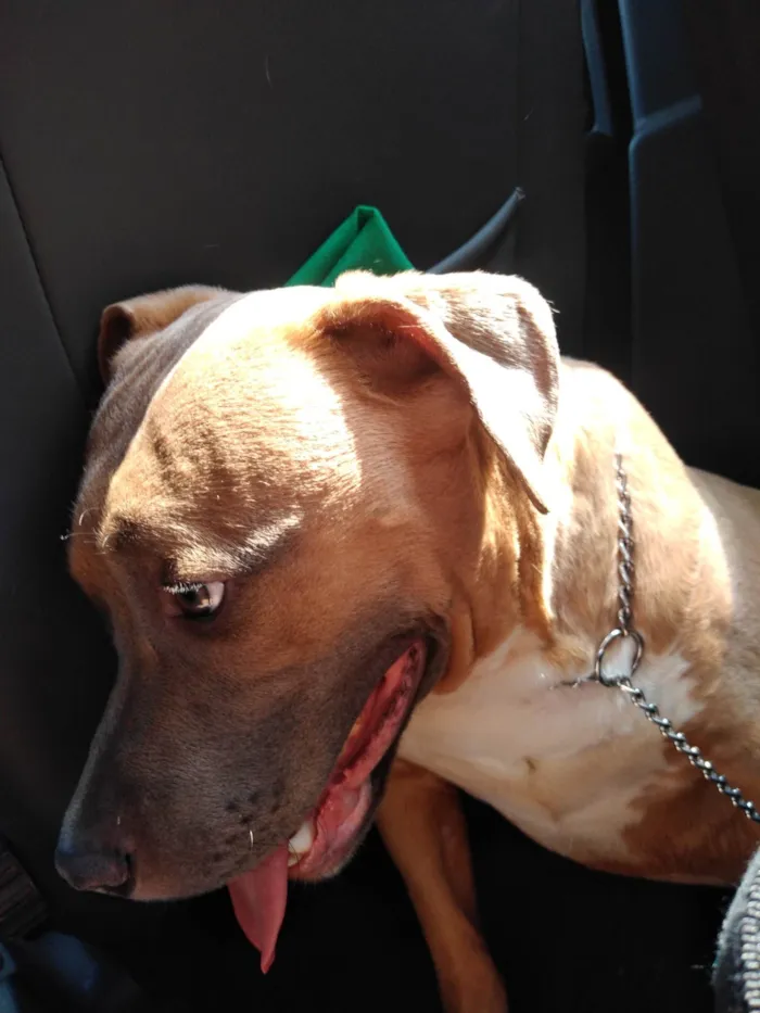 Cachorro ra a Pit-Bull idade 4 anos nome Baby Shark 