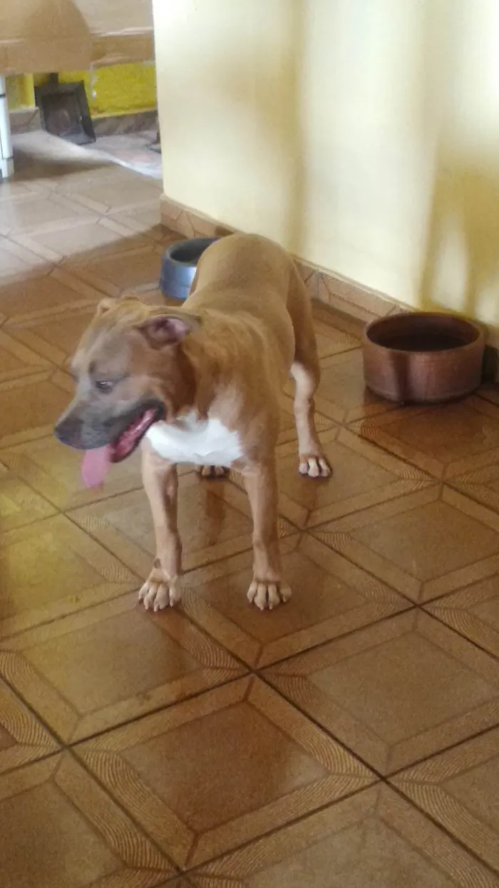 Cachorro ra a Pit-Bull idade 4 anos nome Baby Shark 