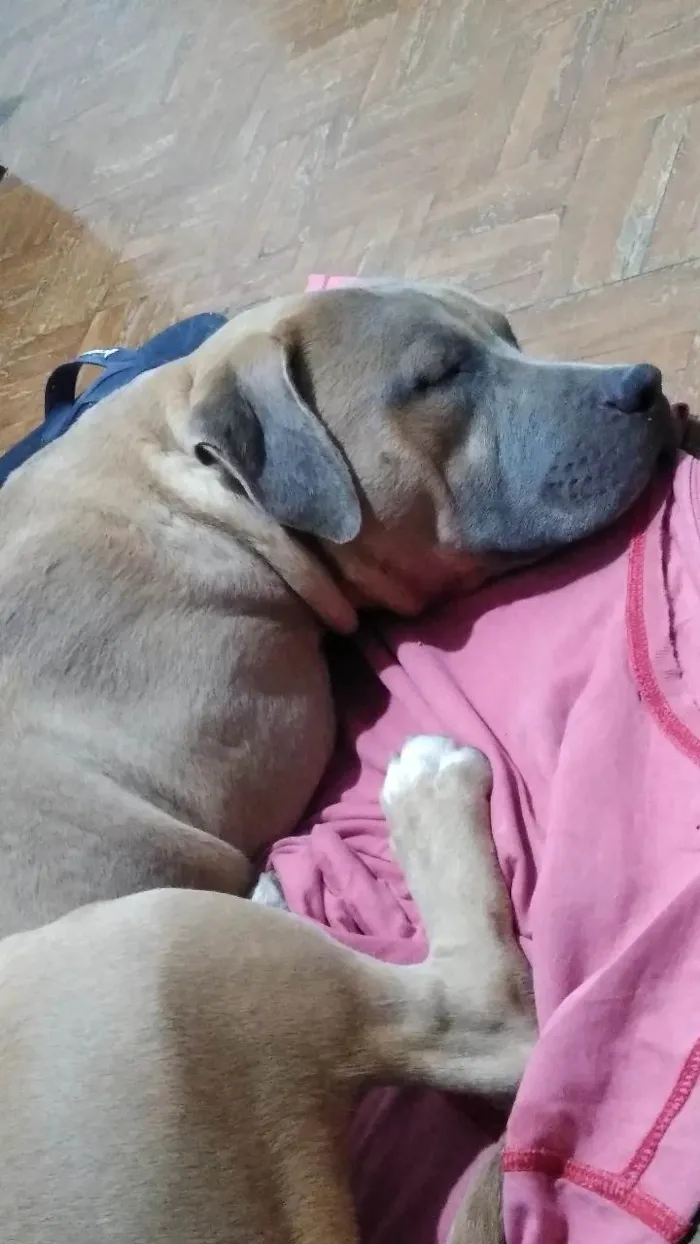 Cachorro ra a Pit-Bull idade 4 anos nome Baby Shark 