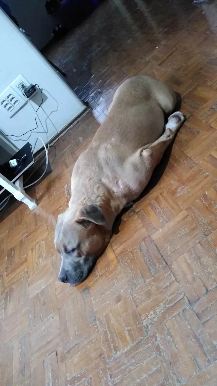 Cachorro ra a Pit-Bull idade 4 anos nome Baby Shark 