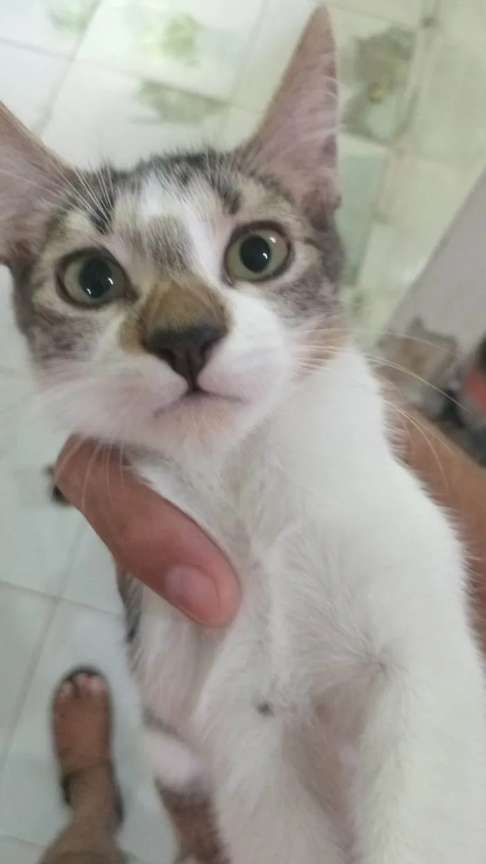 Gato ra a SRD-ViraLata idade 2 a 6 meses nome Solange 