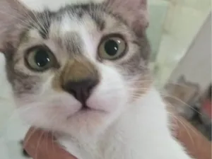 Gato raça SRD-ViraLata idade 2 a 6 meses nome Solange 