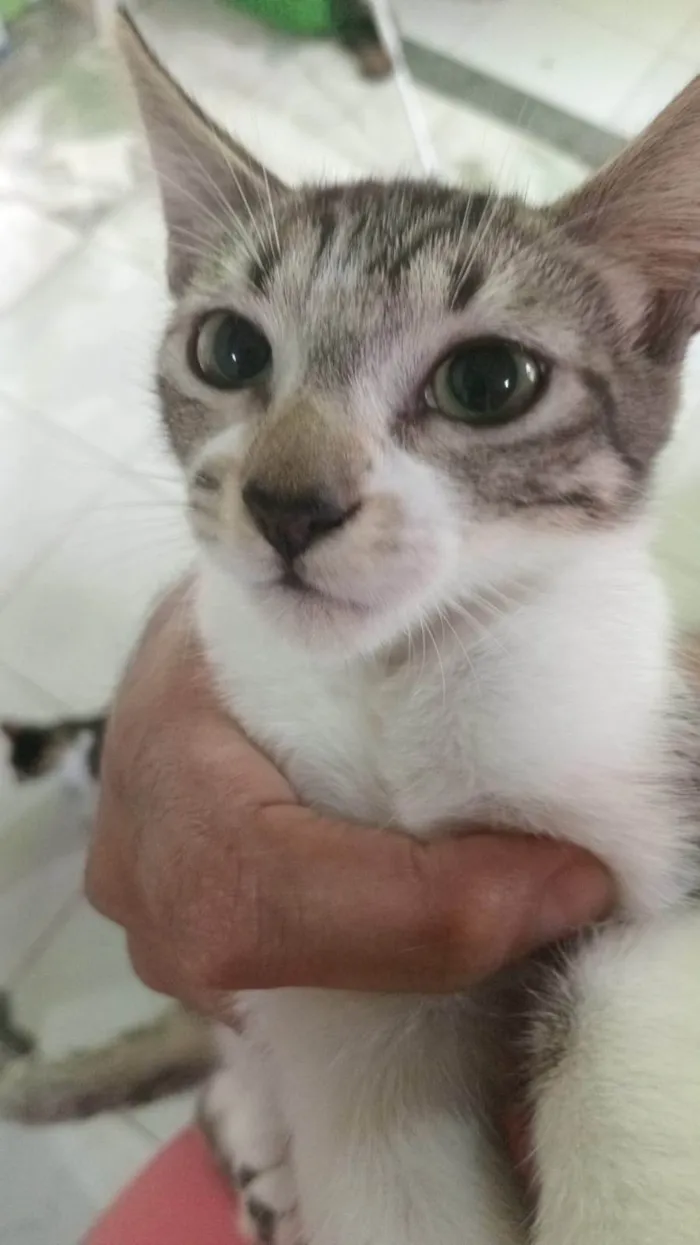 Gato ra a SRD-ViraLata idade 2 a 6 meses nome Marco Aurélio 