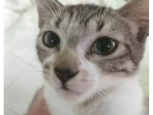 Gato raça SRD-ViraLata idade 2 a 6 meses nome Marco Aurélio 