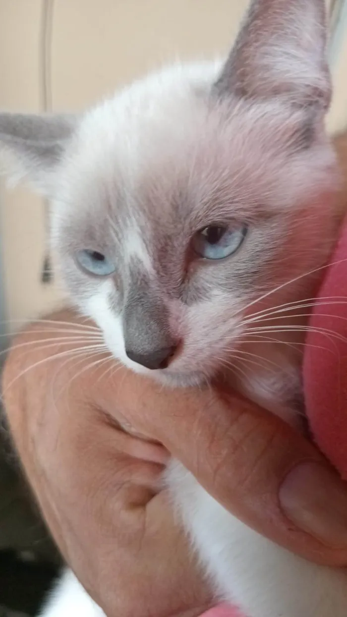 Gato ra a SRD-ViraLata idade 2 a 6 meses nome Maria de Fátima 