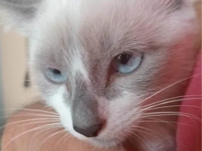 Gato raça SRD-ViraLata idade 2 a 6 meses nome Maria de Fátima 