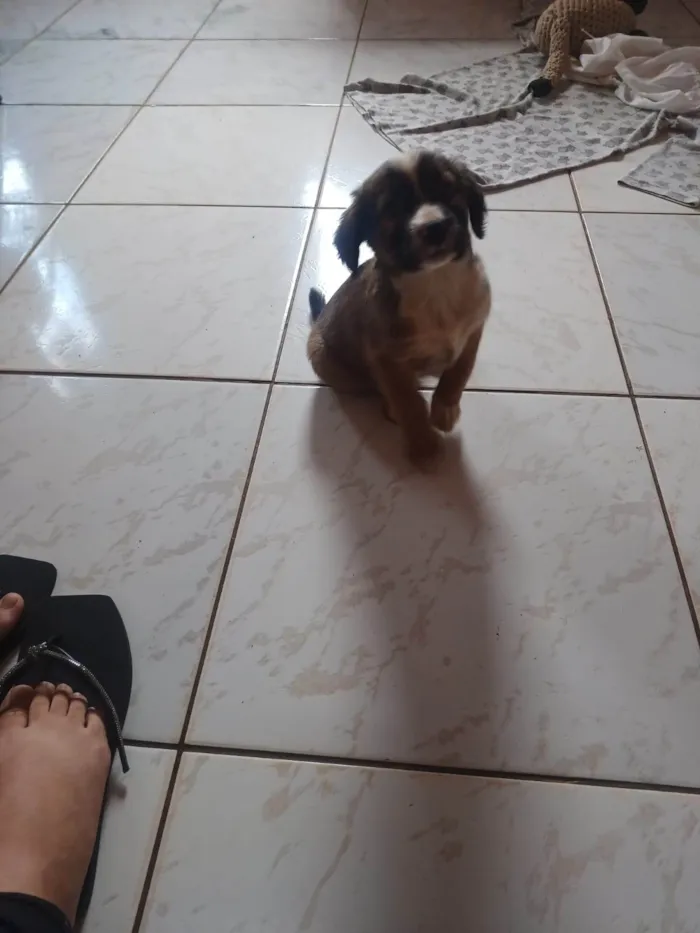 Cachorro ra a SRD-ViraLata idade 2 a 6 meses nome não tem nome ainda 