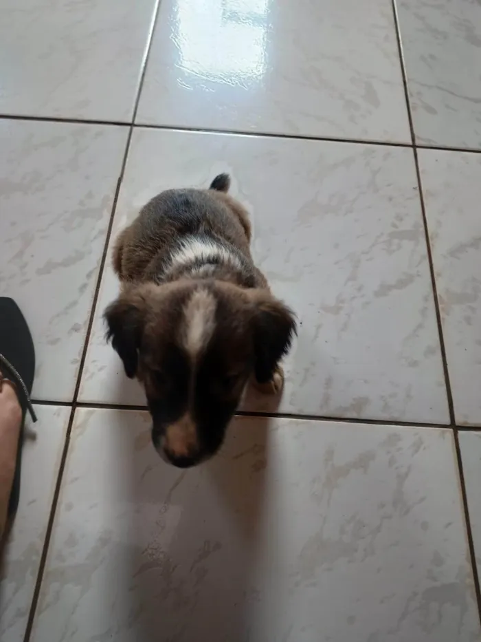 Cachorro ra a SRD-ViraLata idade 2 a 6 meses nome não tem nome ainda 