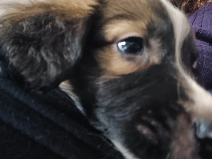 Cachorro ra a SRD-ViraLata idade 2 a 6 meses nome não tem nome ainda 