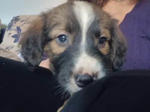 Cachorro raça SRD-ViraLata idade 2 a 6 meses nome não tem nome ainda 