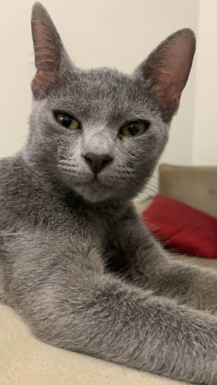 Gato ra a Angorá idade 2 a 6 meses nome Antonella 