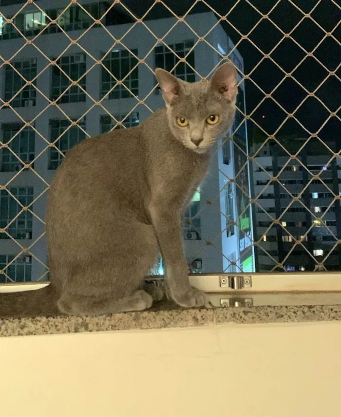 Gato ra a Angorá idade 2 a 6 meses nome Antonella 