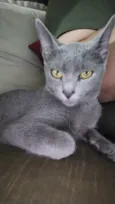 Antonella 