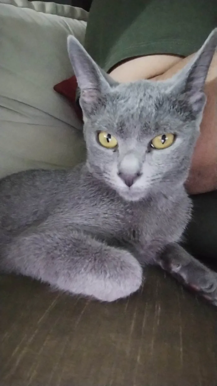Gato ra a Angorá idade 2 a 6 meses nome Antonella 