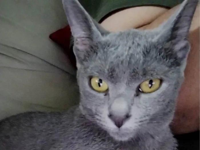 Gato ra a Angorá idade 2 a 6 meses nome Antonella 