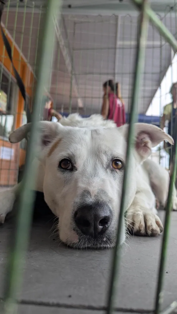 Cachorro ra a SRD-ViraLata idade 2 anos nome Rubão