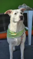Rubão