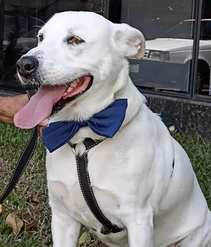 Cachorro ra a SRD-ViraLata idade 2 anos nome Rubão