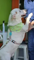 Rubão