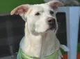 Rubão