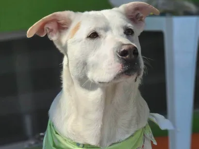 Cachorro raça SRD-ViraLata idade 2 anos nome Rubão