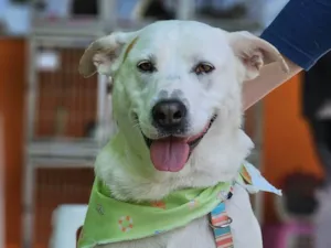 Cachorro raça SRD-ViraLata idade 2 anos nome Rubão