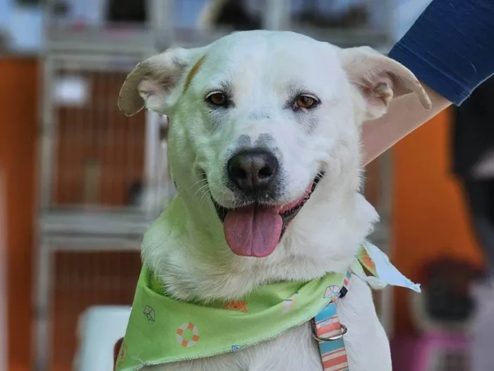 Cachorro ra a SRD-ViraLata idade 2 anos nome Rubão