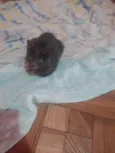 Francesa