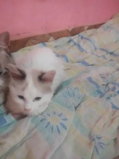 Gato raça Siamês idade 2 a 6 meses nome Bruninho 
