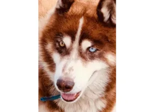 Cachorro raça Husky Siberiano idade 6 ou mais anos nome Lobo