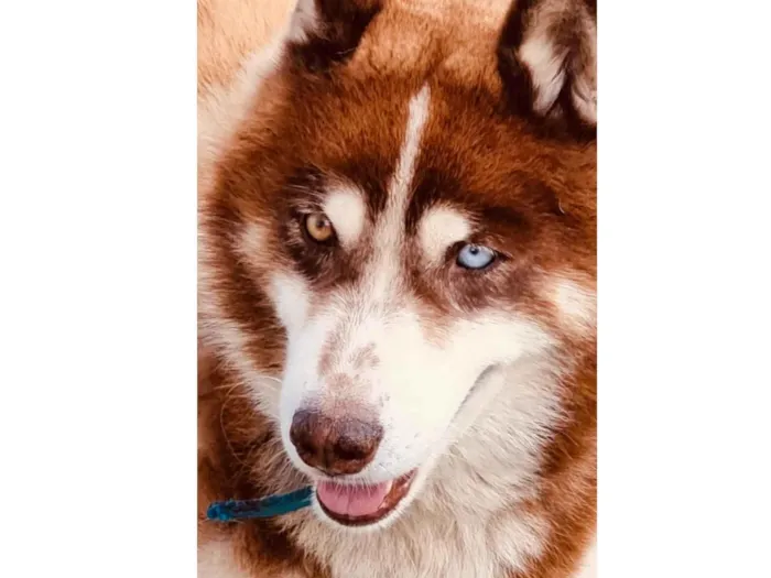 Cachorro ra a Husky Siberiano idade 6 ou mais anos nome Lobo