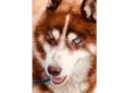 Lobo