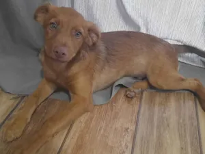 Cachorro raça SRD-ViraLata idade 2 a 6 meses nome Doruk