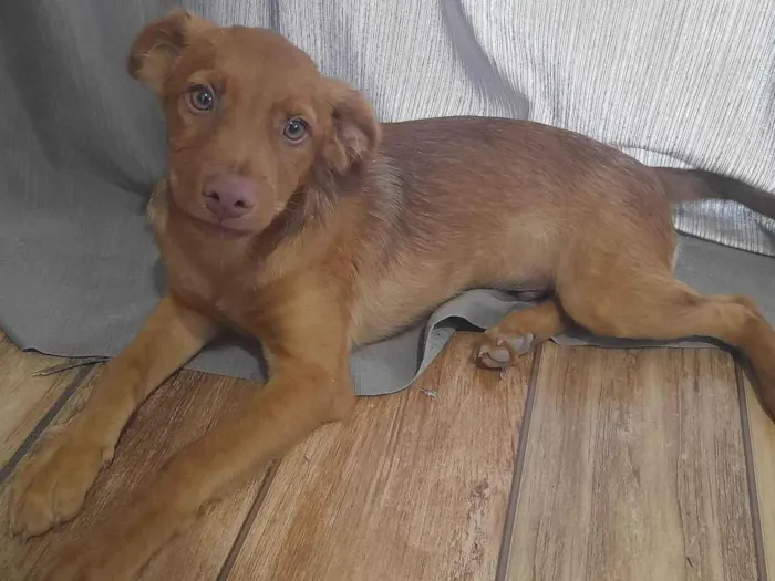 Cachorro ra a SRD-ViraLata idade 2 a 6 meses nome Doruk