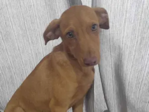 Cachorro raça SRD-ViraLata idade 2 a 6 meses nome Nissan