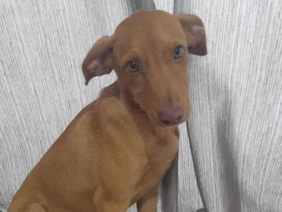 Cachorro raça SRD-ViraLata idade 2 a 6 meses nome Nissan