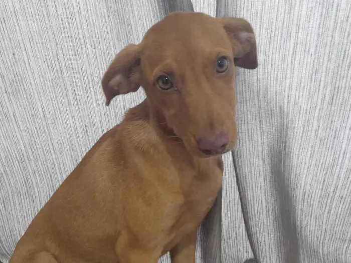 Cachorro ra a SRD-ViraLata idade 2 a 6 meses nome Nissan