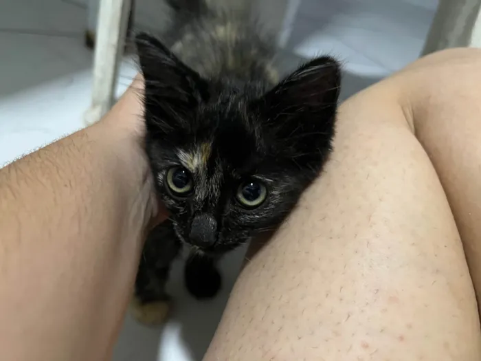 Gato ra a SRD-ViraLata idade Abaixo de 2 meses nome Sem nome 