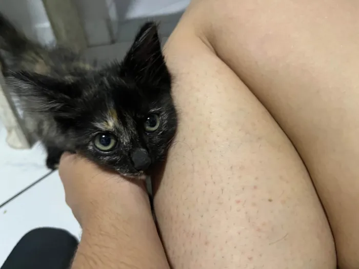 Gato ra a SRD-ViraLata idade Abaixo de 2 meses nome Sem nome 