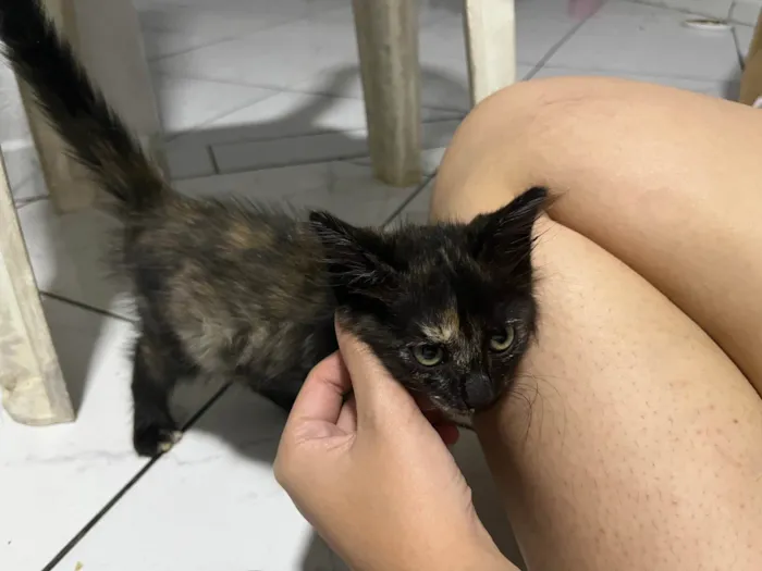 Gato ra a SRD-ViraLata idade Abaixo de 2 meses nome Sem nome 