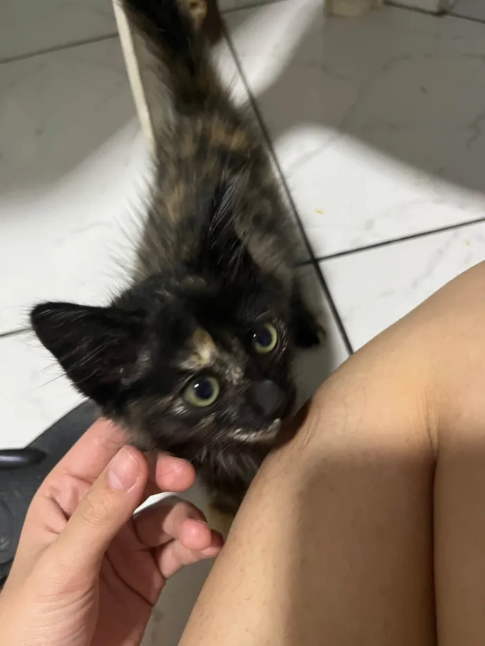 Gato ra a SRD-ViraLata idade Abaixo de 2 meses nome Sem nome 